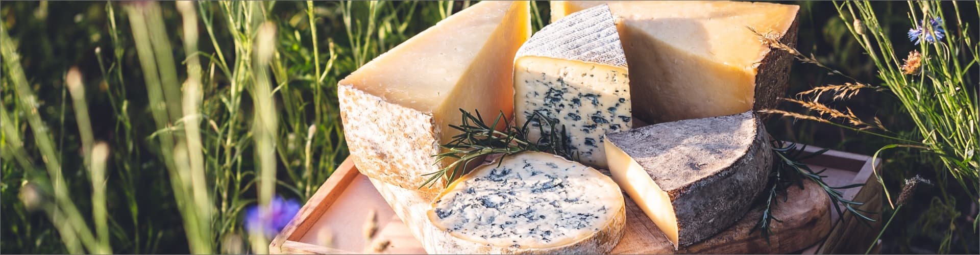 Plateau de fromages (5 AOP d'Auvergne)